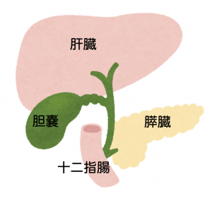 肝臓疾患 胆嚢疾患について