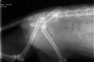 18 11 3 過去ブログ 症例紹介 後肢に発生した猫の骨肉腫の1例